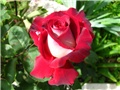 Ruža Osiria