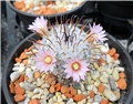 Mammillaria perezdelarosae 