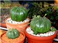 Euphorbia meloformis