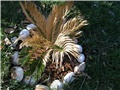 Cikasica i zima 2011