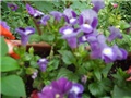 torenia