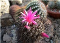 Neochilenia