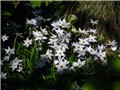 Ipheion uniflorum 