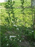 Aronija