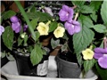 achimenes3