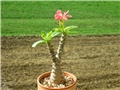 pachypodium baronii windsori