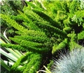 asparagus