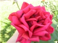 crvena ruža - 