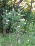 Kozjokrvina