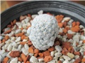 Mammillaria herrerae