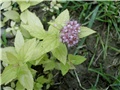 roza spirea