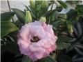 Lisianthus eustoma