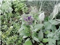 campanula glomerata