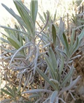 lavanda