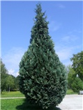  Chamaecyparis Lawsoniana columnaris glauca, Zagreb
