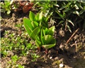 Carska kocavica
