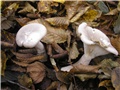 Gljiva 61757