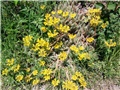 sedum
