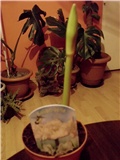 amarilis bijeli