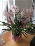 cymbidium