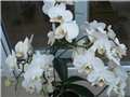 phalaenopsis