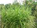  Miscanthus sinensis 'Zebrinus'