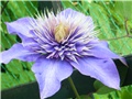 clematis