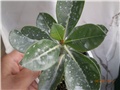 adenium thai socotranum