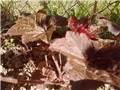 sjeverna strana