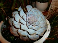 echeveria lili