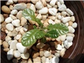 dorstenia gigas 3