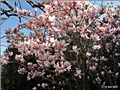 magnolija