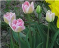 Tulipani