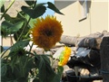 Suncokret