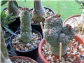 trichocaulon cactiformis