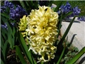 Hyacinthus 