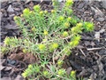 Sedum reflexum