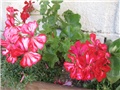 Pelargonije/2