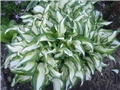 hosta