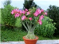Adenium 
