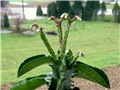 Monadenium magnificum,  bloom   