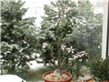 Pachypodium succulentum