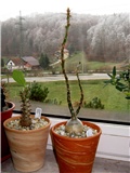 Pachypodium succulentum