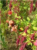 Gladiola i ščir