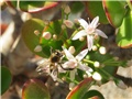 crassula and bee