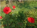 nove slike