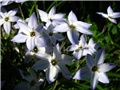 Ipheion uniflorum