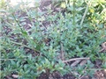 zimski jasmin