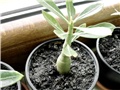 adenium