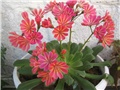 Lewisia